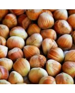 Hazel Nuts In Shell - Human Grade 5kg
