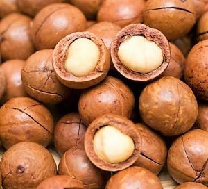 Macadamia Nuts In Shell - Human Grade - 1kg
