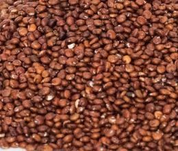 Quinoa 1kg Rat Treat Red
