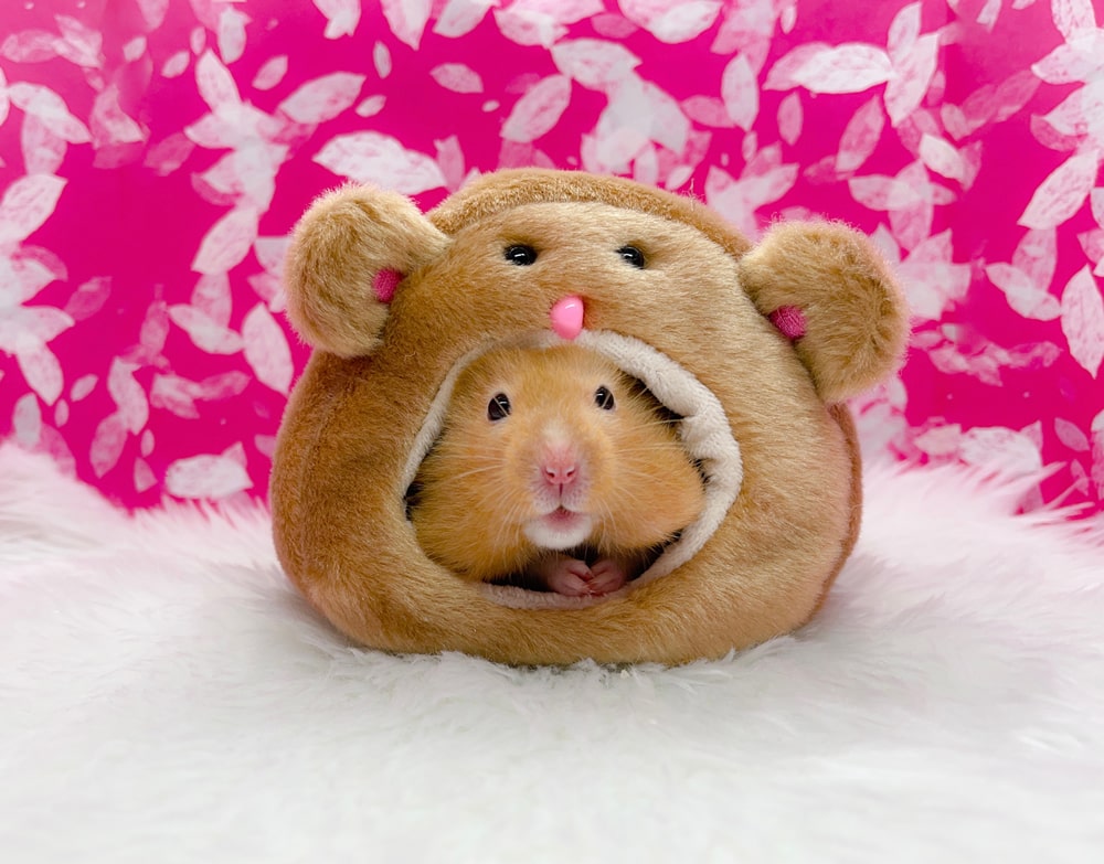 6 ways to tell your Hamster likes you