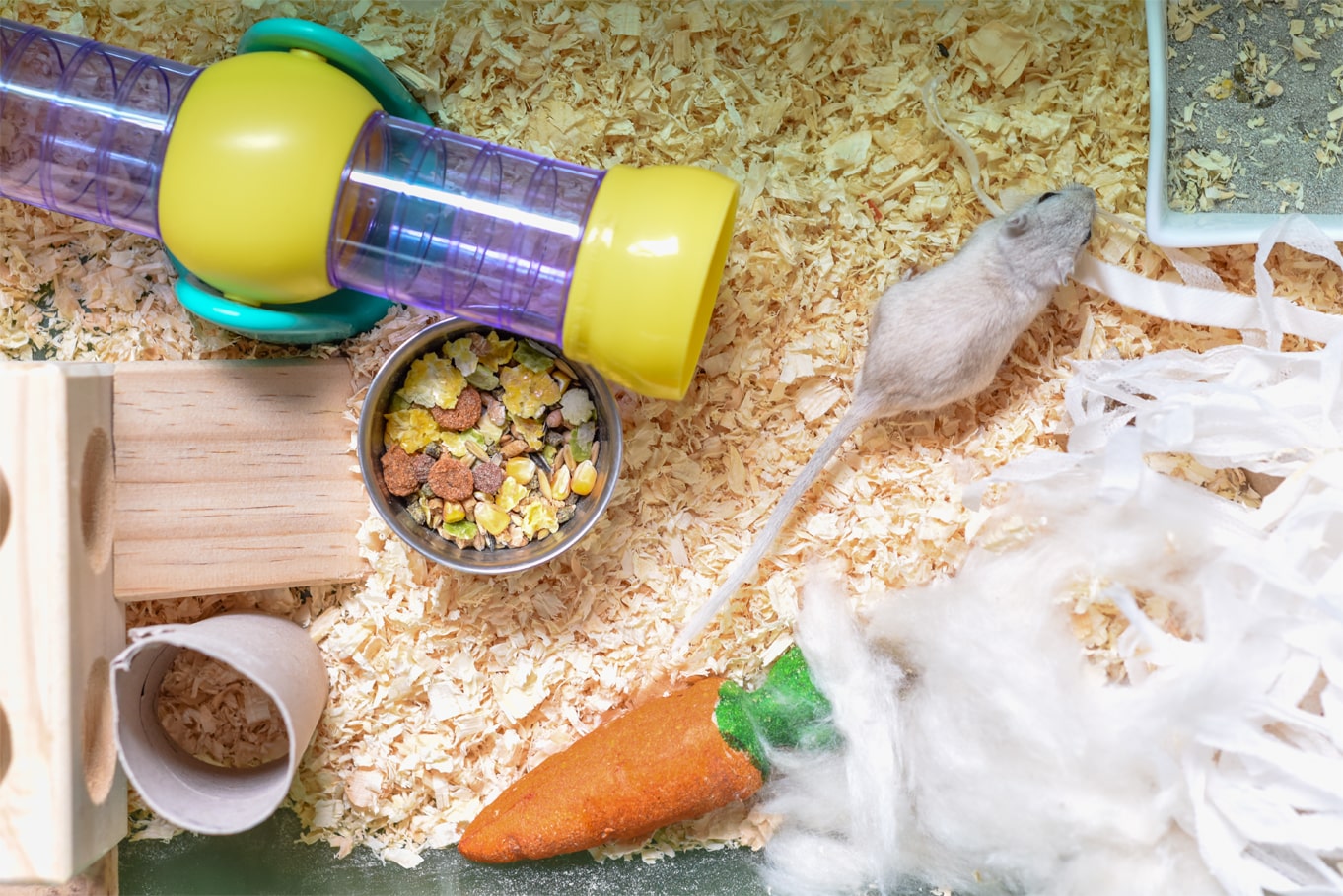 7 Things To Know About Keeping A Gerbil As A Pet