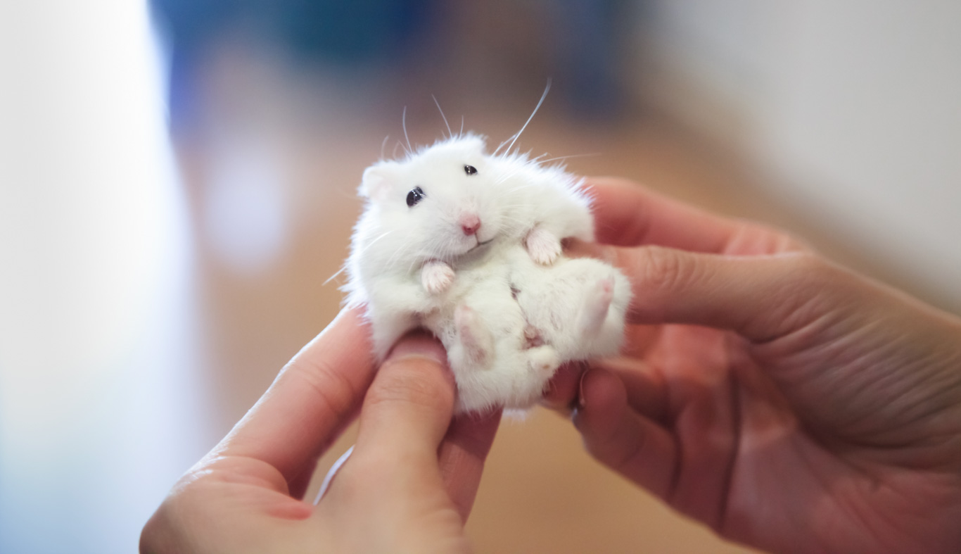 A Quick Guide To Caring For Your Pet Hamster 