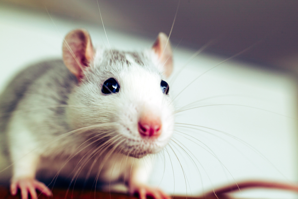 5 interesting facts about rats