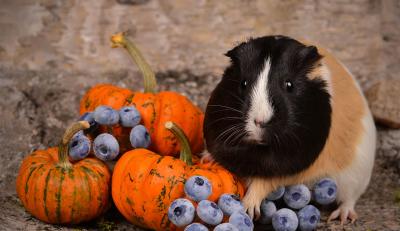 Causes of Sudden Death in Guinea Pigs