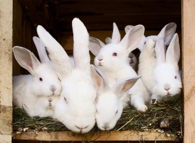 Top 7 Rabbit breeds