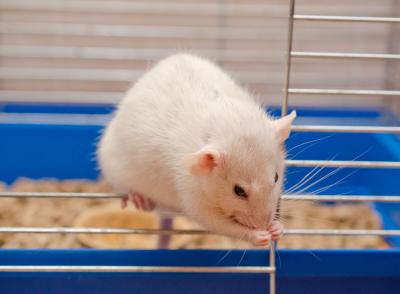 Tips on cleaning pet rat cages