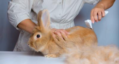A complete guide for grooming your rabbit