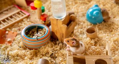 Causes of sudden death in hamsters
