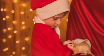 Tips for Christmas-themed rat photoshoot