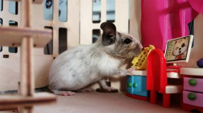 Degu vs chinchilla- Which pet is most suitable for you