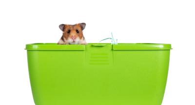  How to travel with your hamster 
