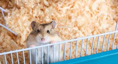 Pros and Cons of owning a Gerbil