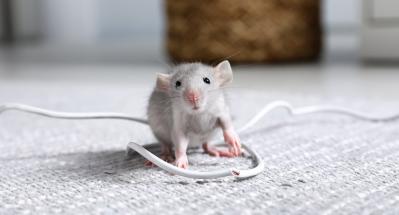 Pet Rat Chewing: Why they do it and how to stop them