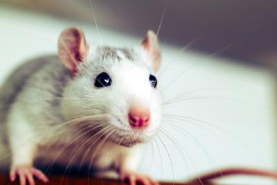 5 interesting facts about rats