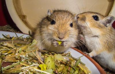Why your Gerbil is not eating