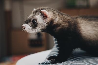 How to set up a ferret cage