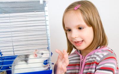 Why you should get TOYS for your pet rat