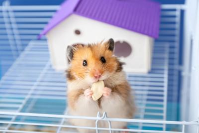Why your hamster doesn't trust you