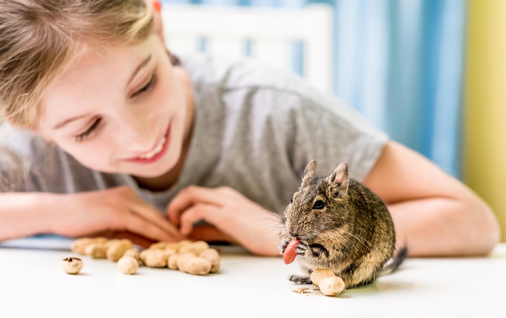 Choosing the right home for your small furry Pet 