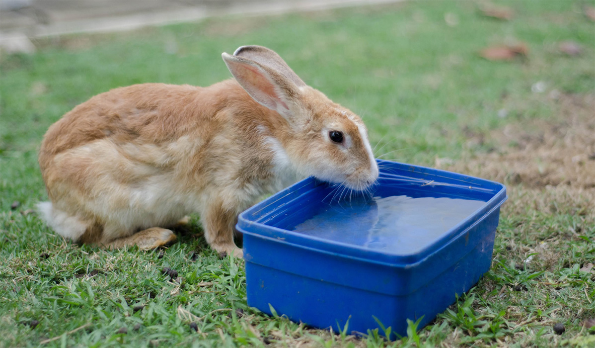 What should your rabbit drink