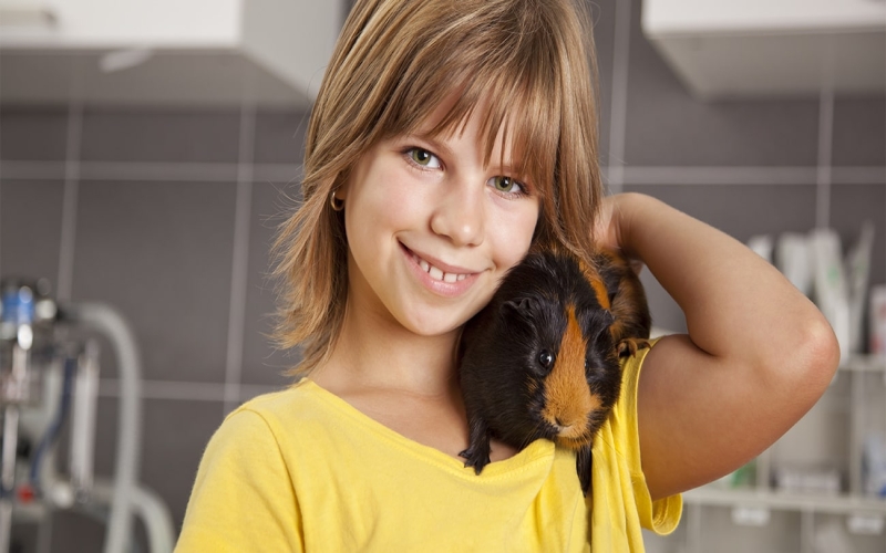 Finding A Veterinarian For Your Guinea Pig
