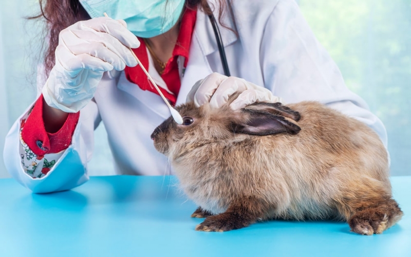 Rabbit Health Problems