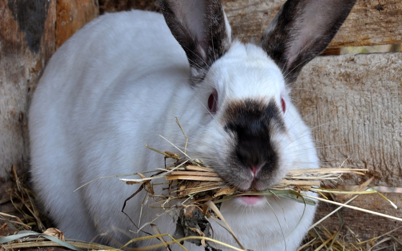 How to care for a pregnant rabbit