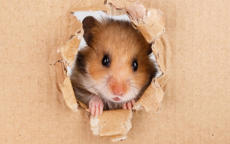 Eight Fascinating Hamster Facts