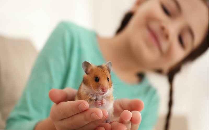 Eight Fascinating Hamster Facts