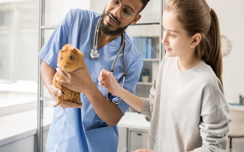 Finding A Veterinarian For Your Guinea Pig