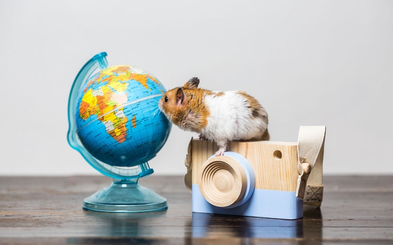  How to travel with your hamster 