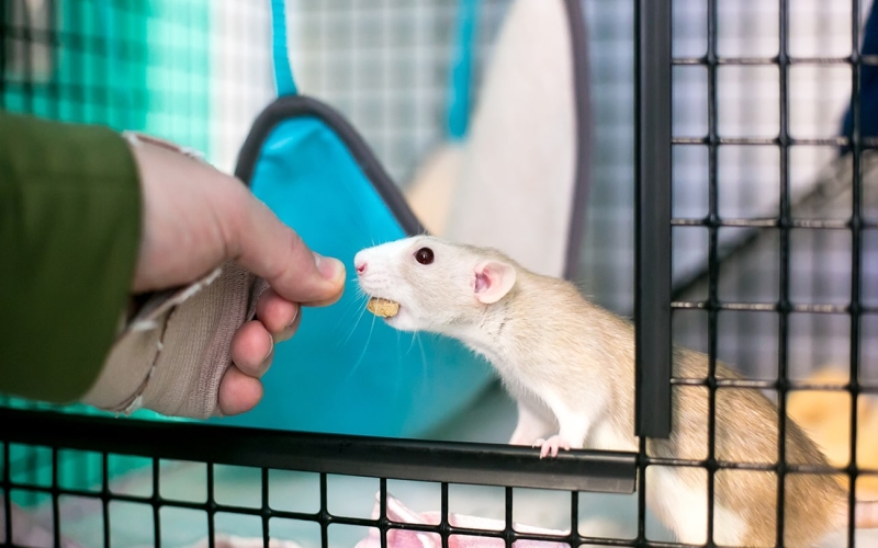 8 common rat behaviors