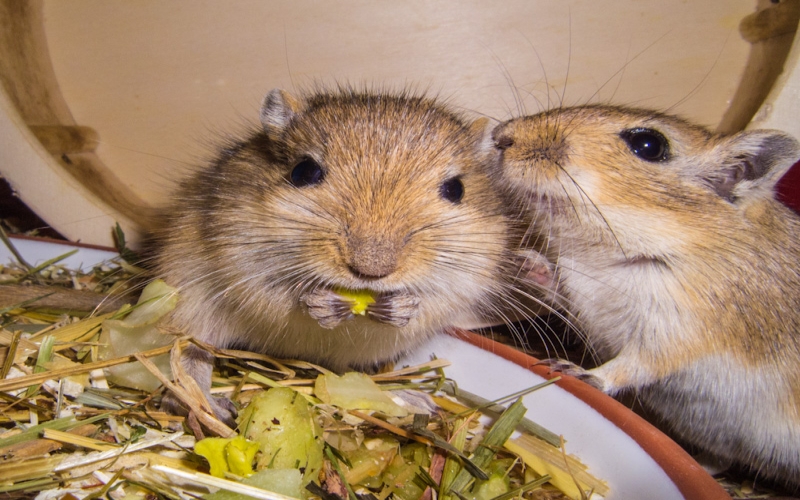 Why your Gerbil is not eating