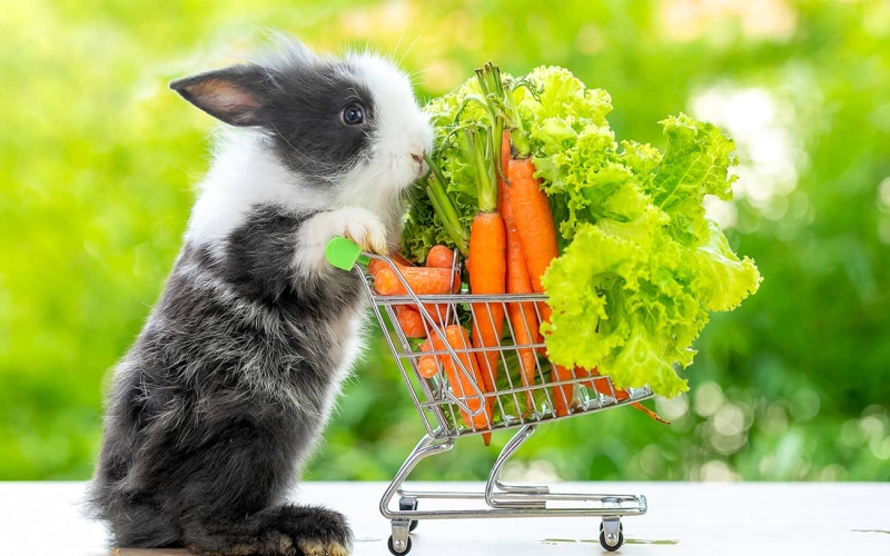 Tips For keeping your rabbits happy and healthy